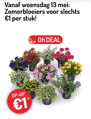 Zomerbloeiers voor slechts €1 per stuk!