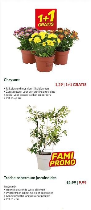 Chrysanten 1+1 , planten