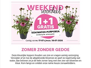 Echinacea purpurea 1+1 gratis 🌸