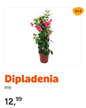 Dipladenia 1+1 bij Floralux