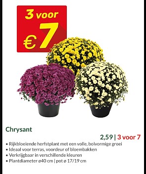 3 chrysanten voor MAAR € 7