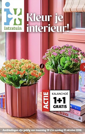 1+1 gratis kalanchoe bij intratuin
