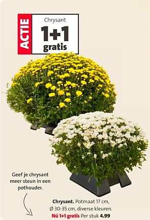 Chrysant 1+1 bij Intratuin