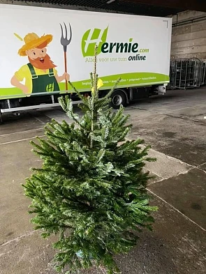 Een gratis Nordmann kerstboom? We hebben vers...