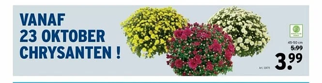 Gamma chrysanten €3,99 ipv €5,99 vanaf 23 okt...