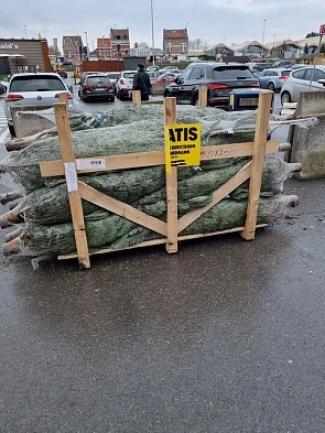 Gratis nordmann kerstboom Makro Sint-Pieters-...
