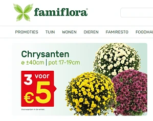 Bij famiflora Chrysanten diameter 40cm 3stuks...