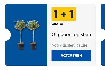 Lidl met lidl plus olijfboom op stam 1+1 grat...