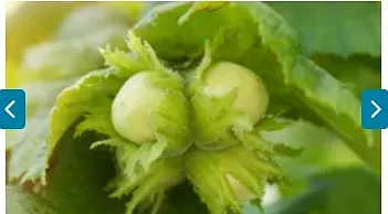 Gratis Hazelaar Kempen