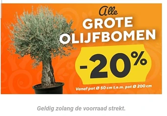 Olijfbomen -20%