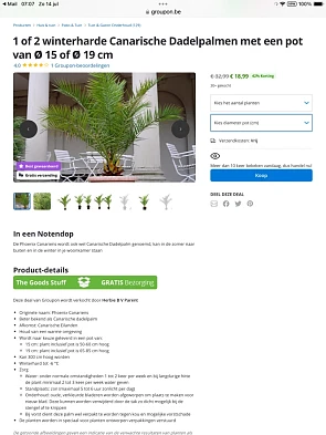 Canarische dadelpalm