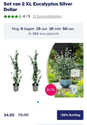 Eucalyptus Silver Dollar