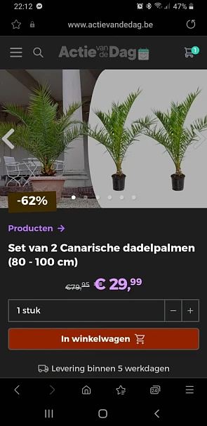Actie van de dag dadelpalmen