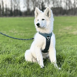 Tuigje hond