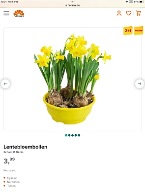 Lentebloembollen