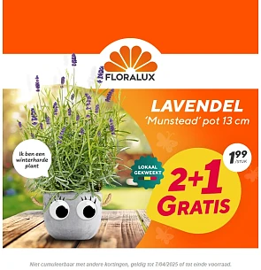 Lavendel 'Munstead' 2+1 gratis bij Floralux