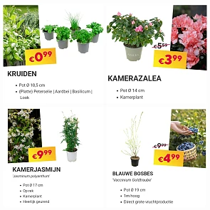 Floralux bloemen en planten promoties 🪻🪴