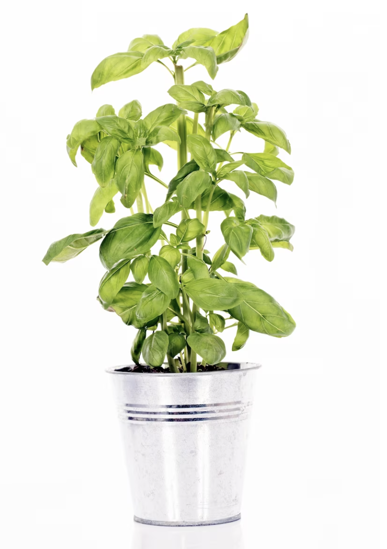 Image of planten
